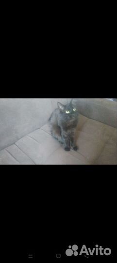 Кошки в добрые руки бесплатно