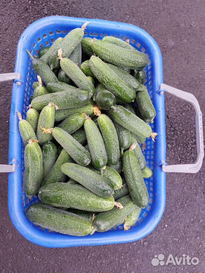 Продукты питания