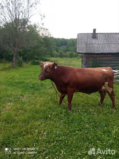 Продам быка