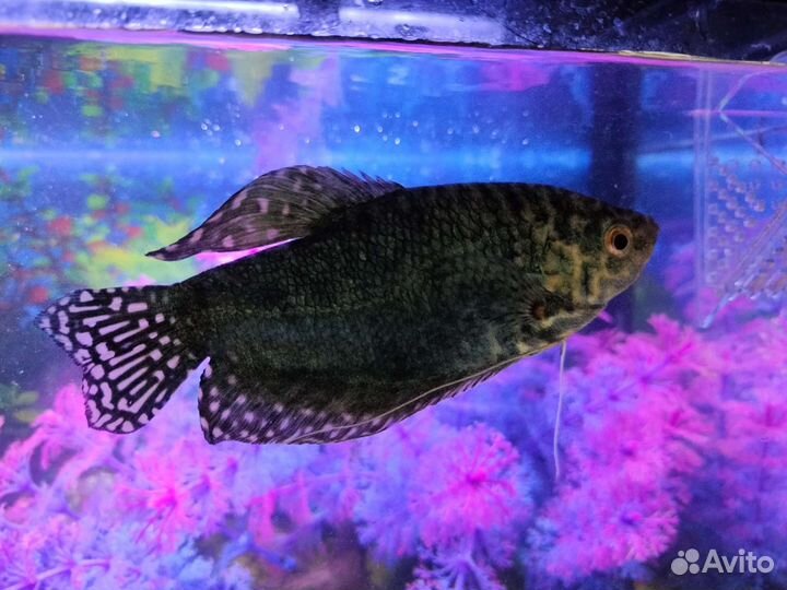 Живая рыба, Гурами
