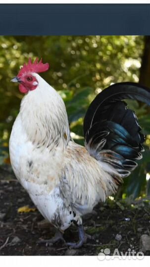 Петушки