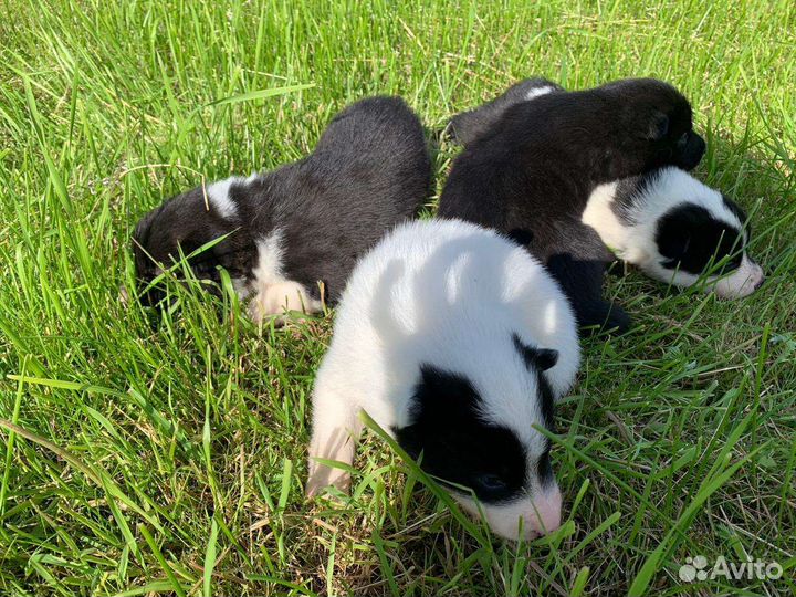 Щенки