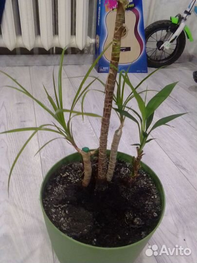 Пальма драцена