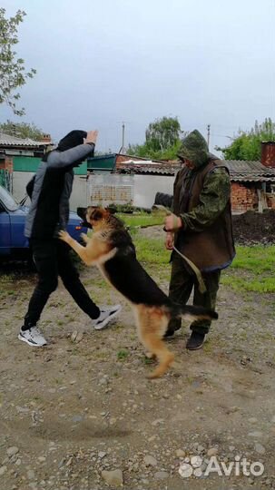 Дрессировка и воспитание собак