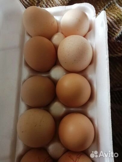 Домашние куриные яйца