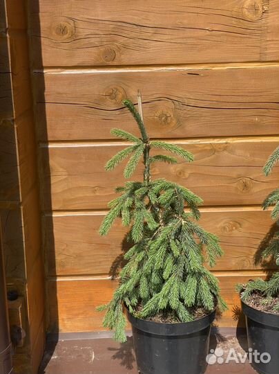 Ель глаука пендула