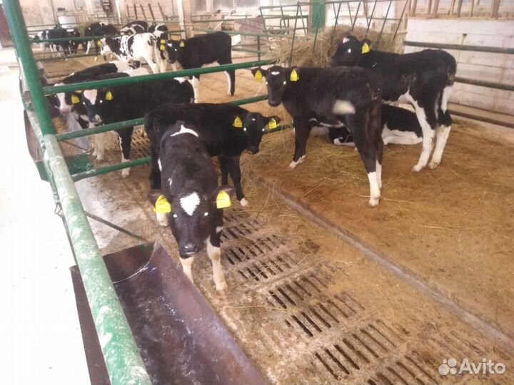 Телята бычки