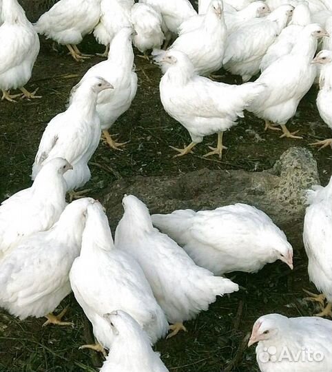 Куры молодки несушки рыжие белые доминанты