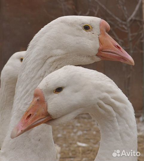 Гуси на племя