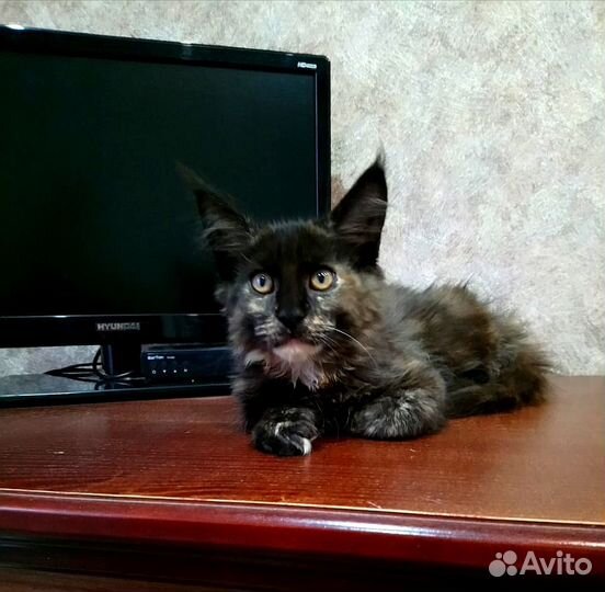 Котята мейн-кун