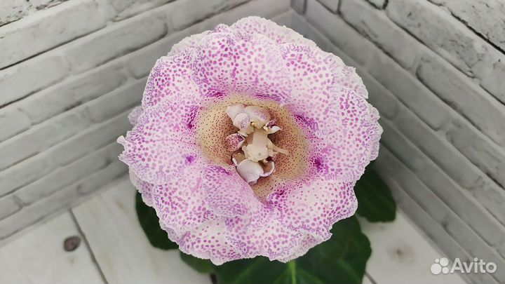 Глоксинии клубни