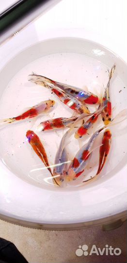 Прудовая рыба - Карп кои