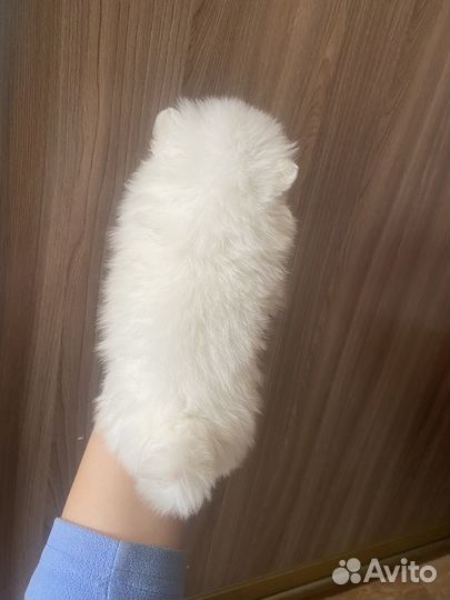 Померанский шпиц