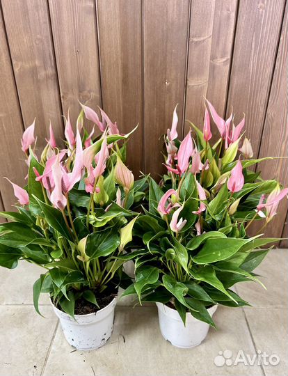 Антуриум лили