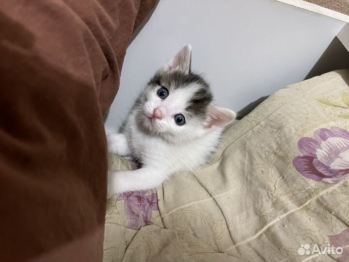 Котята бесплатно