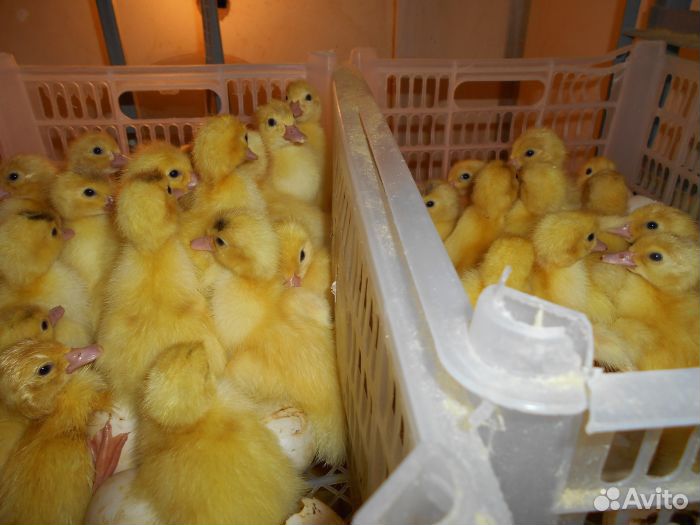 Цыплята суточные,утята,гусята,подросшие цыплята