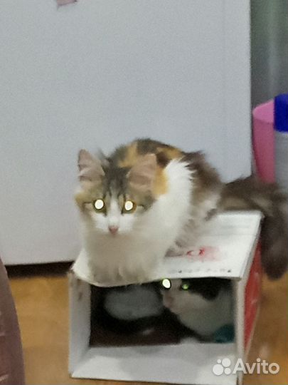 Кошка 5-6 месяцев