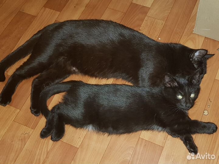 Красавчик 3 мес