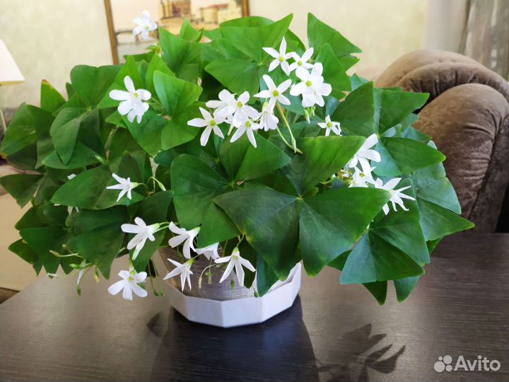 Оксалис кислица зелёная с белыми цветами