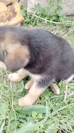 Собака в добрые руки девочка темная и мальчик