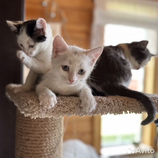 Домашние котята - мальчики 2 месяца