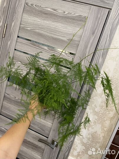 Аспарагус Перистый Комнатные растения