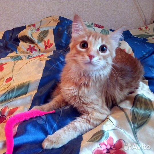 Лисичка -ласковая рыжая девочка 8 месяцев ждет вас