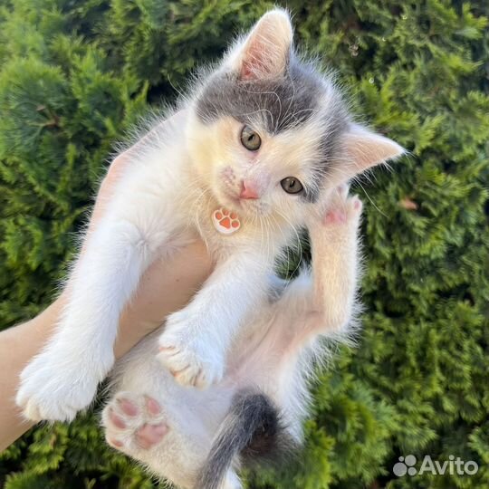 Котенок - девочка