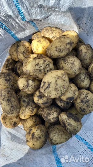 Картофель крамской