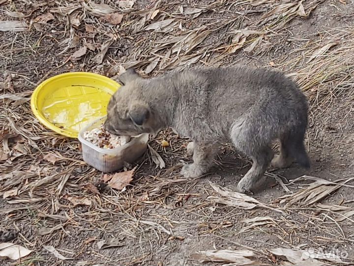 Щенок 1,5 месяца