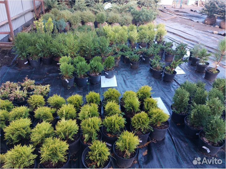 Костер Кедр Туя Смарагд-Брабант Ель голубая глаука