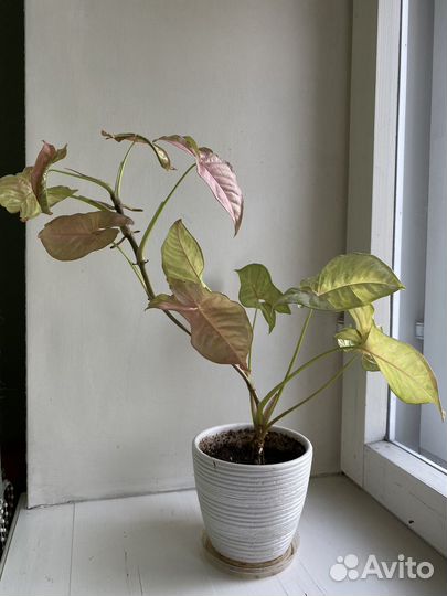 Сингониум пинк