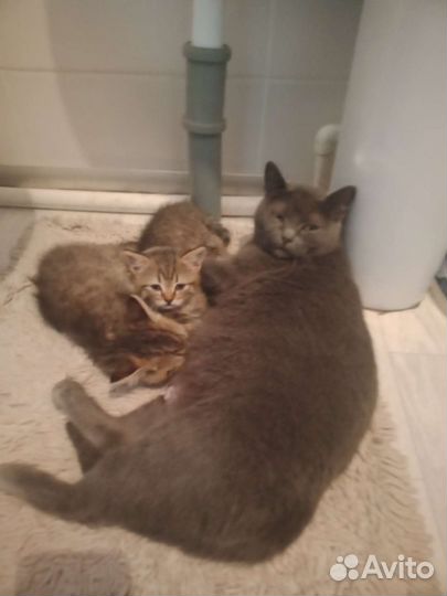 Отдам котят в добрые руки