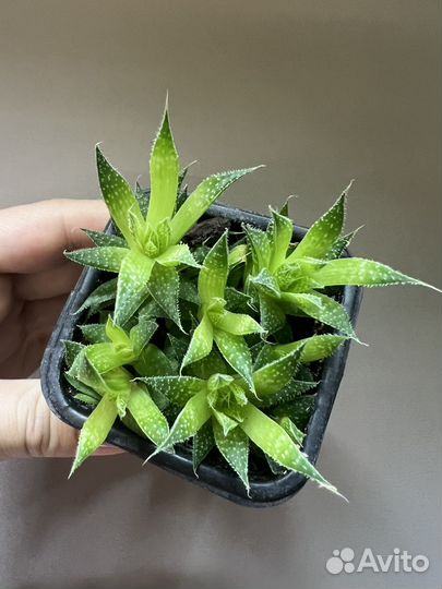 Алоэ аристата