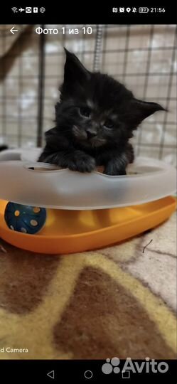 Котята мейн-кун