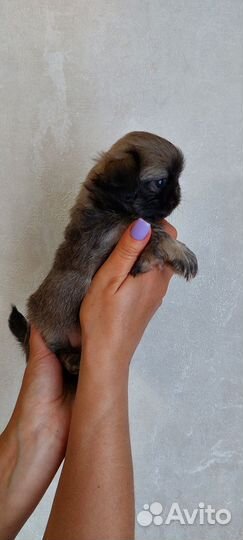 Щенки пекинеса