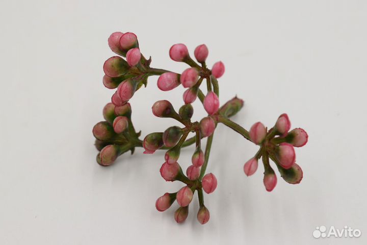 Зелень, соцветия, листы, кусты, срез, букеты, ветк