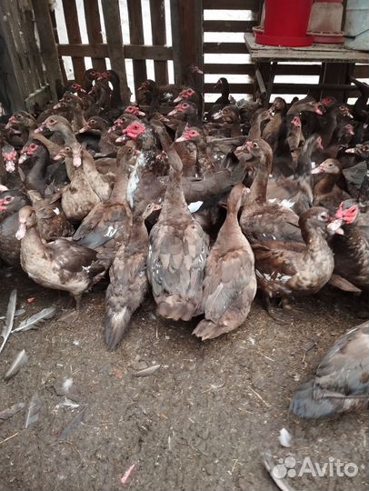 Продажа уток