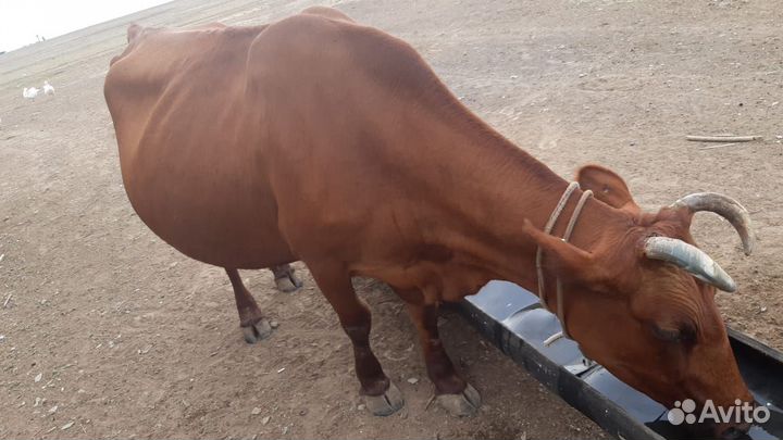 Продаю коров