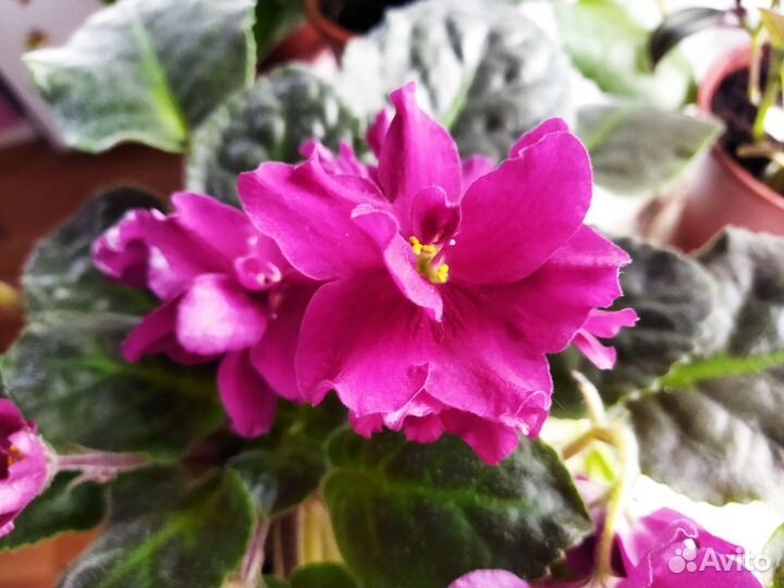 Сортовые фиалки