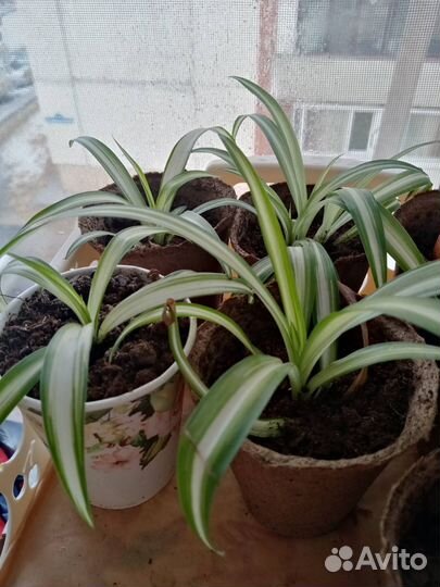 Хлорофитум