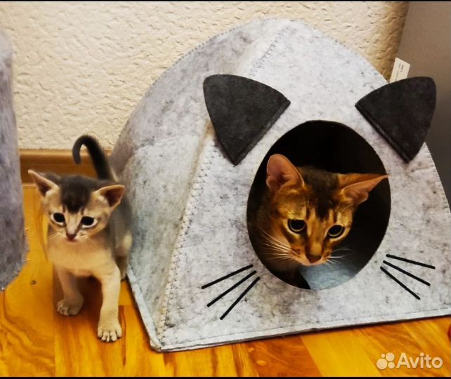 Абиссинские котята