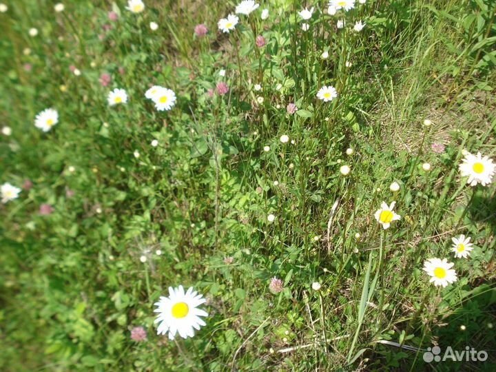 Иван-чай, душица, таволга