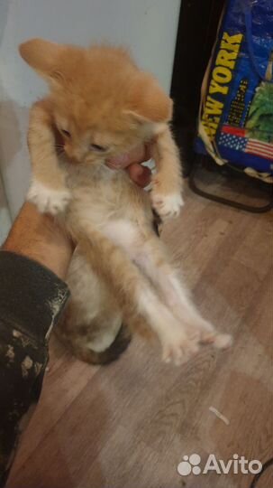 Котенок в дар бесплатно