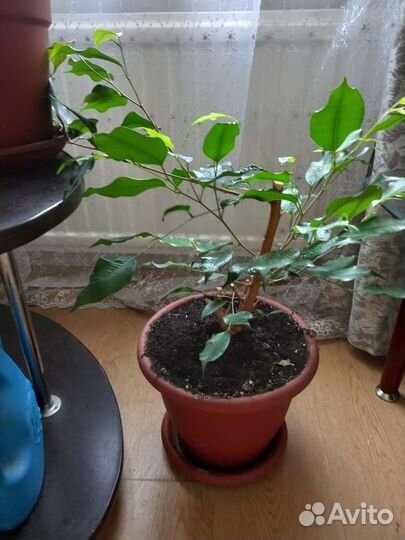 Фикус бенджамина