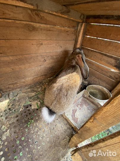 Кролики с клеткой