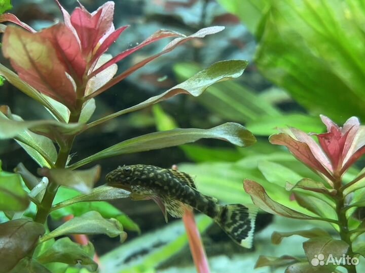 Сомики анциструсы