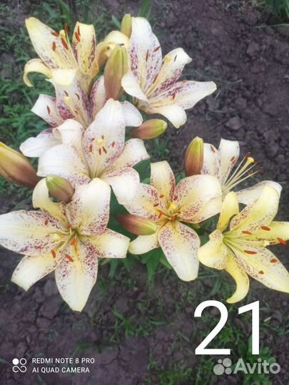 Лилии сортовые