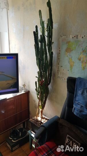 Кактус большой малочай(1м 50см.) 23 года