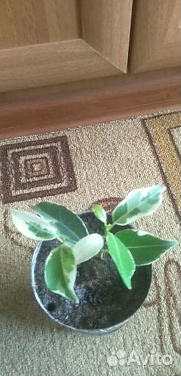 Фикус ретуза гавайская